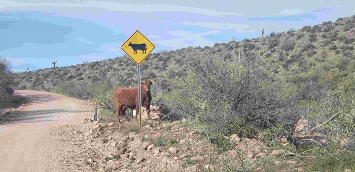 Cattle Sign (1).jpg